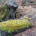 20230122_ohne-moos-nix-los